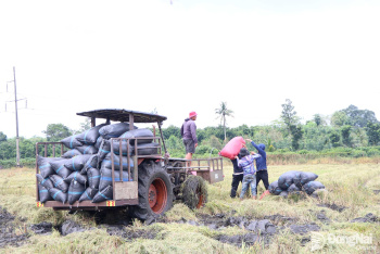 New rice season for the Choro people