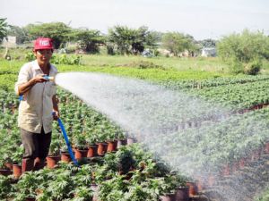 ​Làng hoa Phúc Nhạc khoe sắc