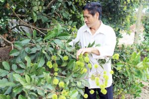 Hơn 1,3 ngàn hécta chôm chôm an toàn