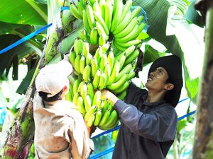 Tìm giải pháp tiêu thụ hàng ngàn tấn chuối chín rộ