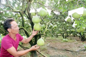 Huyện chiến khu sắp về đích nông thôn mới