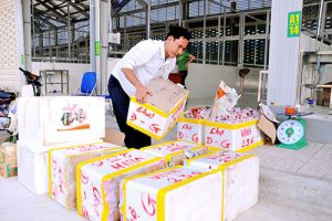 Chợ đầu mối nông sản sạch Dầu Giây: Ngày đầu hoạt động