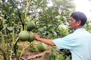 Trồng trái cây sạch