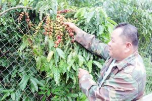 Giá cà phê tăng vào vụ mới: Nông dân vui, doanh nghiệp lo