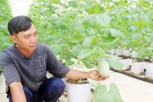 Trồng dưa lưới xuất đi Nhật