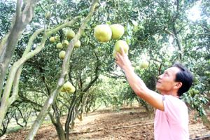 Giữ tiếng cho bưởi Tân Triều