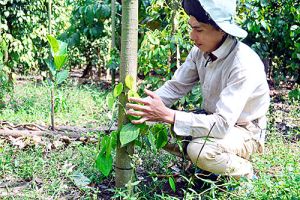 Hồ tiêu giảm giá sâu, diện tích vẫn tăng mạnh