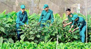 Lực lượng vũ trang tỉnh: Vui xuân không quên nhiệm vụ