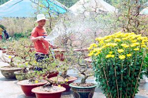 Phong phú chương trình vui chơi, giải trí trong dịp Tết