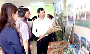 Nông nghiệp công nghệ cao “hút” doanh nghiệp