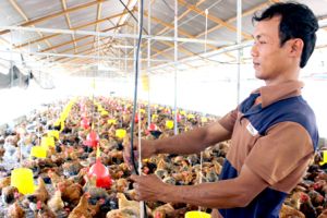 Toàn tỉnh đã phát triển hơn 13 triệu con gà