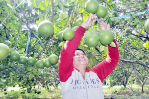 Bưởi Tân Triều... chờ vụ tết