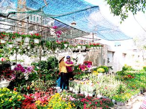 Rộn ràng mùa hoa Tết