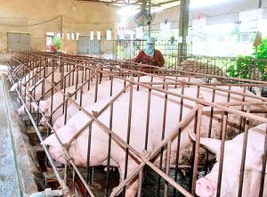 CPTPP cơ hội và thách thức với ngành chăn nuôi