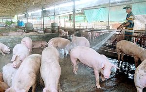 Khẩn cấp phòng, chống dịch tả heo châu Phi