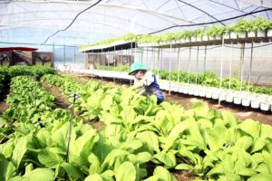 Đồng Nai đang dẫn đầu nông thôn mới nâng cao