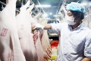 Đề nghị các đơn vị hỗ trợ tiêu thụ thịt heo an toàn