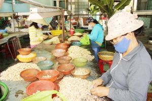 Điều rớt giá mạnh, xuất khẩu khó khăn