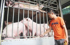 Đồng Nai và TP. Hồ Chí Minh phối hợp chống dịch tả heo châu Phi