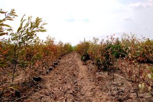 Tích cực chống hạn cho rừng