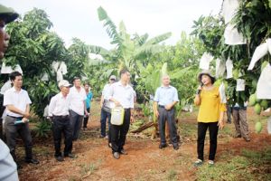 ​Đưa trái xoài xuất khẩu