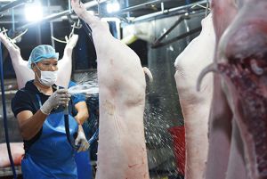 Cần cơ chế “đặc biệt” để tiêu thụ heo trong vùng dịch
