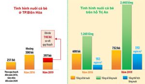 ​Nuôi cá bè: Đừng để “mạnh ai nấy làm”
