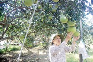 ​Làm nông hiện đại