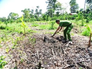 Đẩy mạnh truy quét, bảo vệ rừng