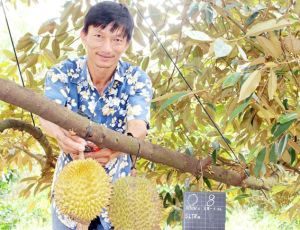 “Vực dậy” thương hiệu trái cây Long Thành