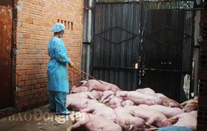 Chậm chi hỗ trợ người chăn nuôi bị dịch tả heo châu Phi sẽ bị xử phạt