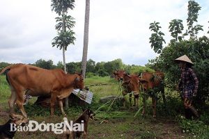 Để dân “vùng sỏi đá” thoát nghèo
