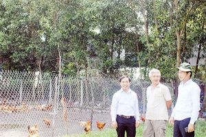 Xuân Lộc, Cẩm Mỹ làm tốt công tác phòng chống dịch tả heo châu Phi