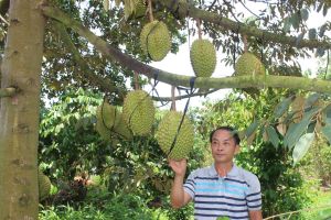 Phát triển các chuỗi liên kết trong sản xuất