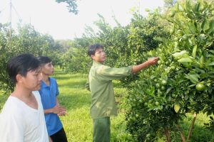 Nâng cao hiệu quả của mô hình kinh tế tập thể trong thanh niên