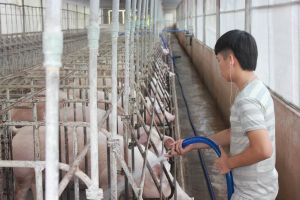 Tổng đàn heo của Đồng Nai đang phục hồi nhanh