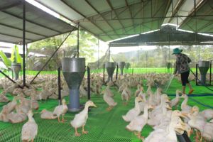 Gia cầm rơi vào cơn khủng hoảng thừa