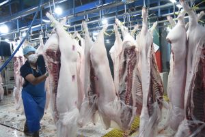 Không lo thiếu nguồn cung thịt heo Tết 2021