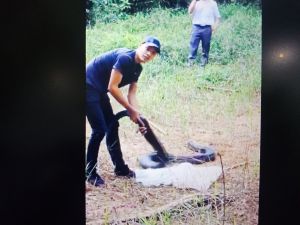 Thả rắn hổ chúa về rừng