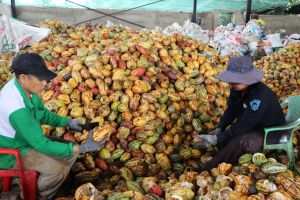 Thêm nhiều sản phẩm chế biến từ trái ca cao Đồng Nai