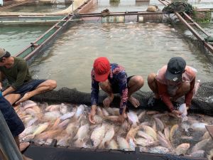 Sản xuất thủy sản đứng đầu về tăng trưởng