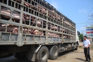 Cung ứng trên 16,6 triệu liều Vaccin tiêm phòng dịch gia súc, gia cầm