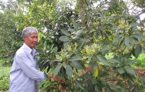 Đồng Nai có 194.746ha đất trồng cây lâu năm