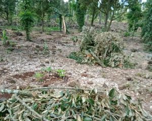 Nhanh chóng thi công hàng rào điện tử bảo tồn voi