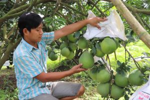 Giá bưởi giảm thấp, khó tiêu thụ