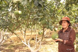 Giá bưởi thấp nhất từ trước đến nay