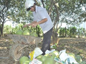 ​Bưởi Tân Triều vào vụ tết