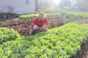 Cận Tết, các loại rau xanh tăng giá