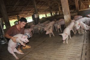 Giá heo giống tăng cao theo giá heo hơi