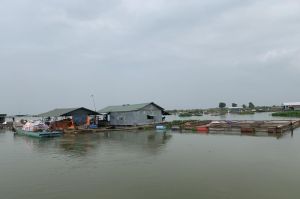 Rủi ro cao với nuôi cá lồng bè trong mùa mưa bão